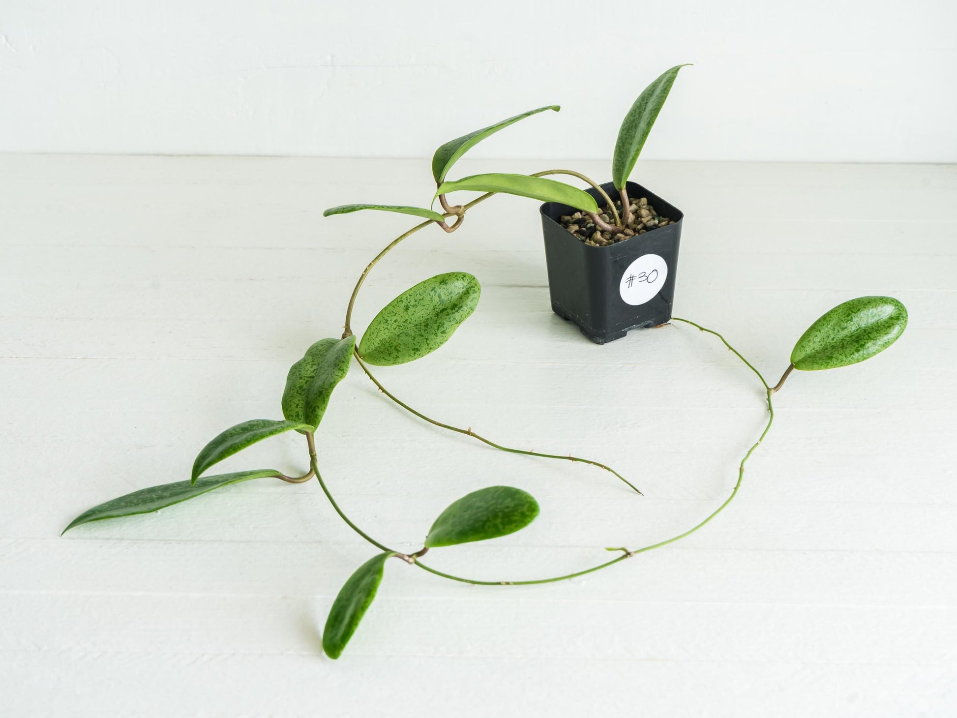 Hoya 'Jita Silver' WRX02-Silver-01 | 2-Inch
