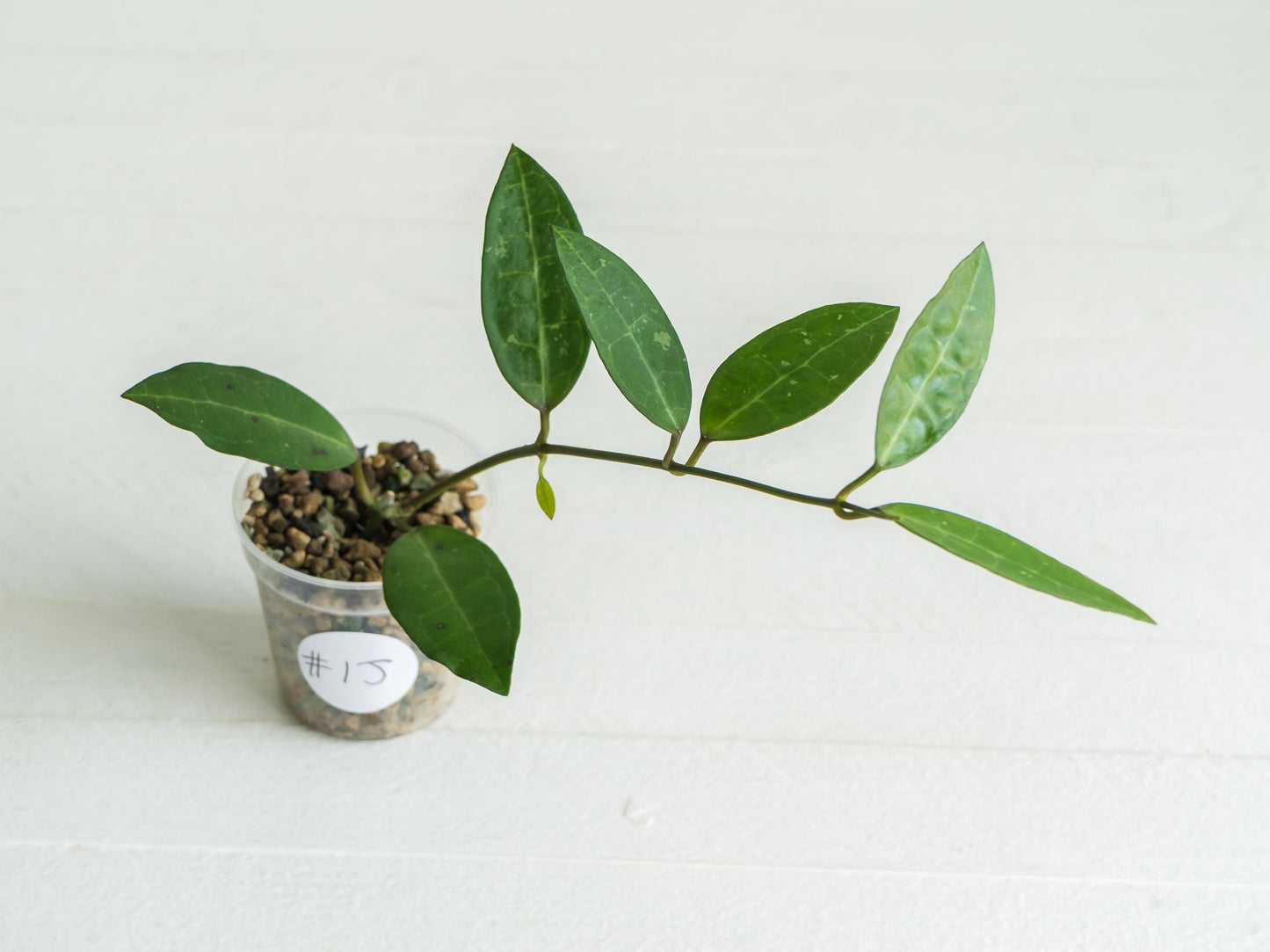 Hoya Elliptica | 2-Inch