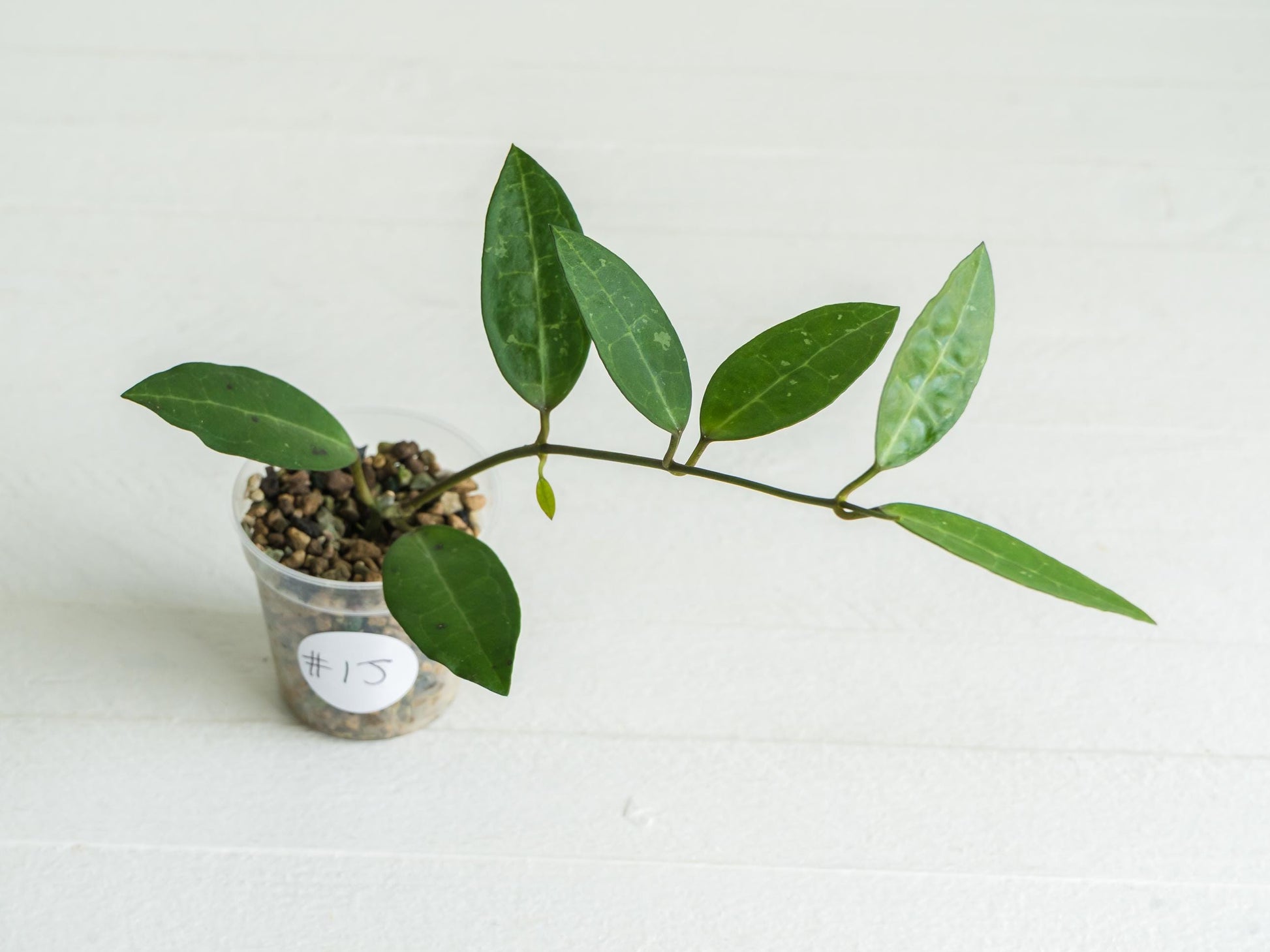 Hoya Elliptica | 2-Inch