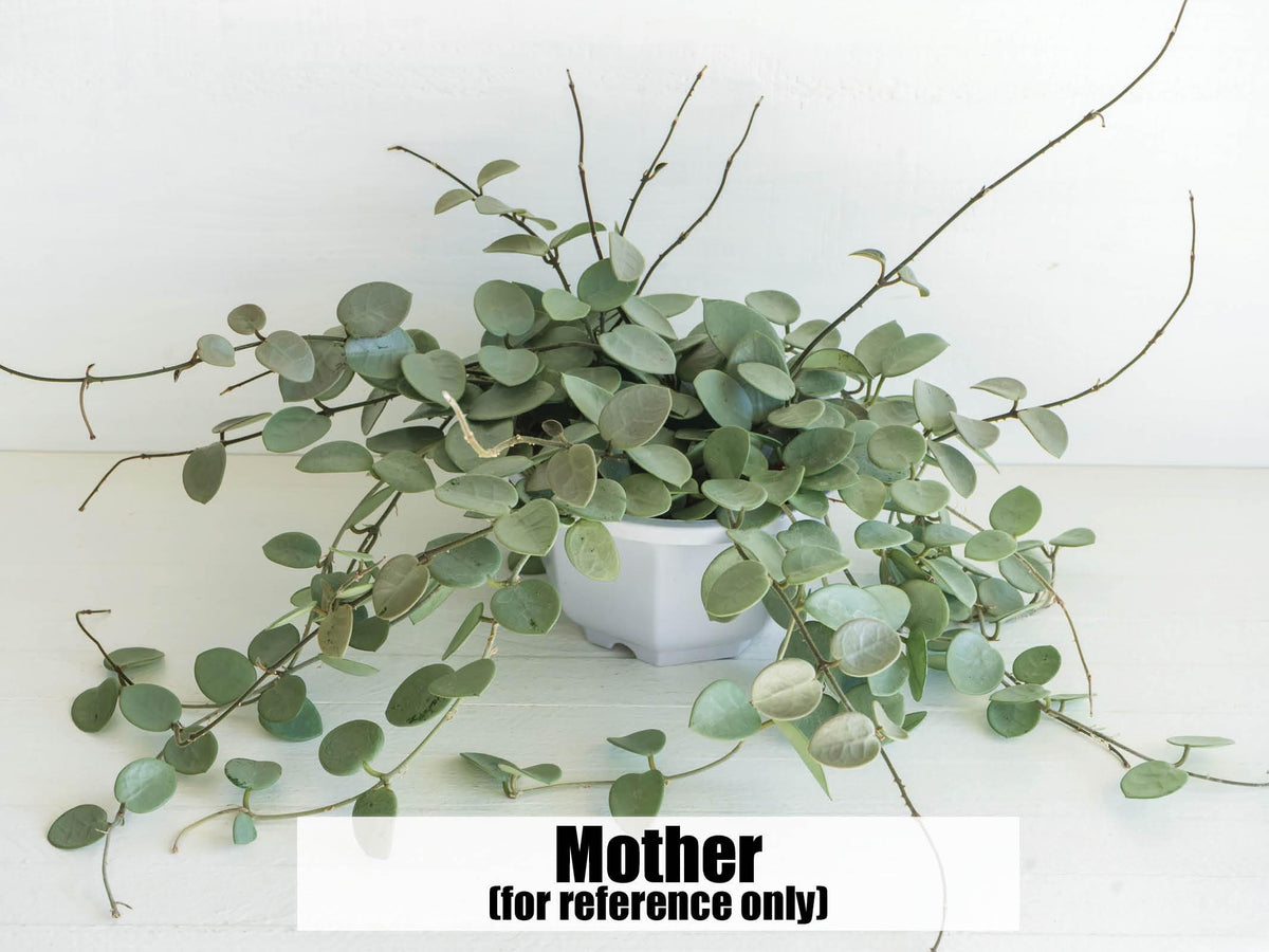 Hoya 'Grey Fairy' | 2-Inch