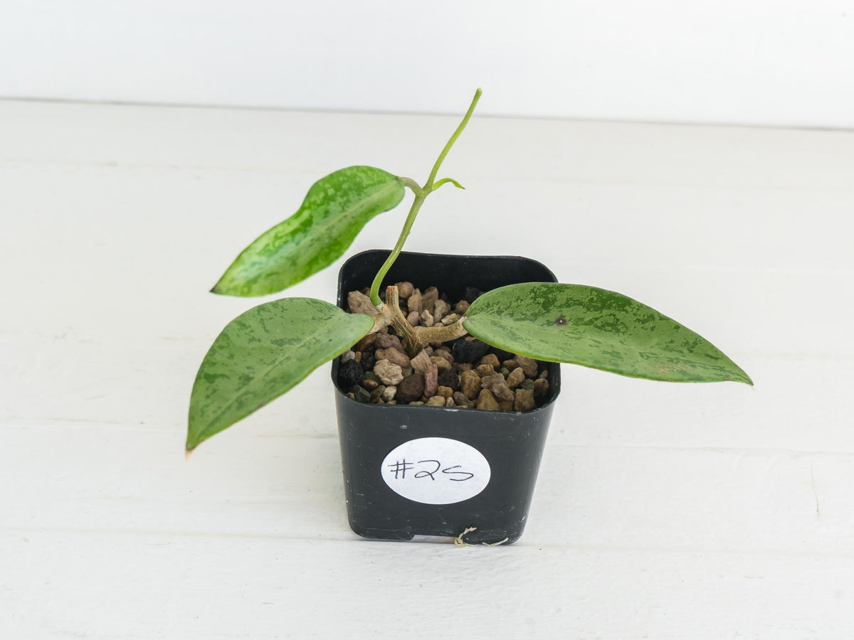 Hoya 'Rime' (Splash) | 2-Inch