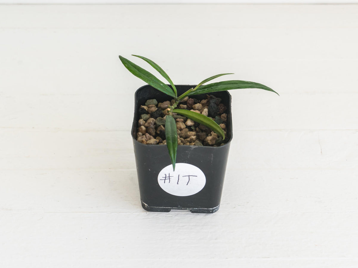 Hoya pauciflora | 2-Inch