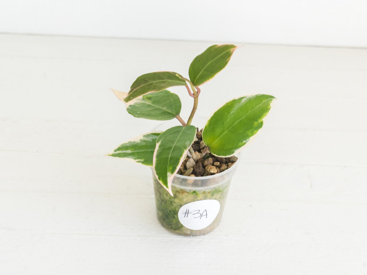 Hoya panglai (Outer Variegated/Albo) | 2-Inch