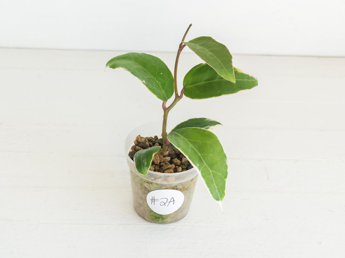 Hoya panglai (Outer Variegated/Albo) | 2-Inch