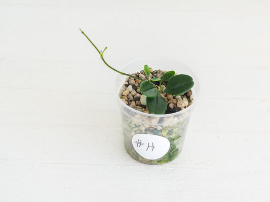 Hoya uniflora | 2-Inch