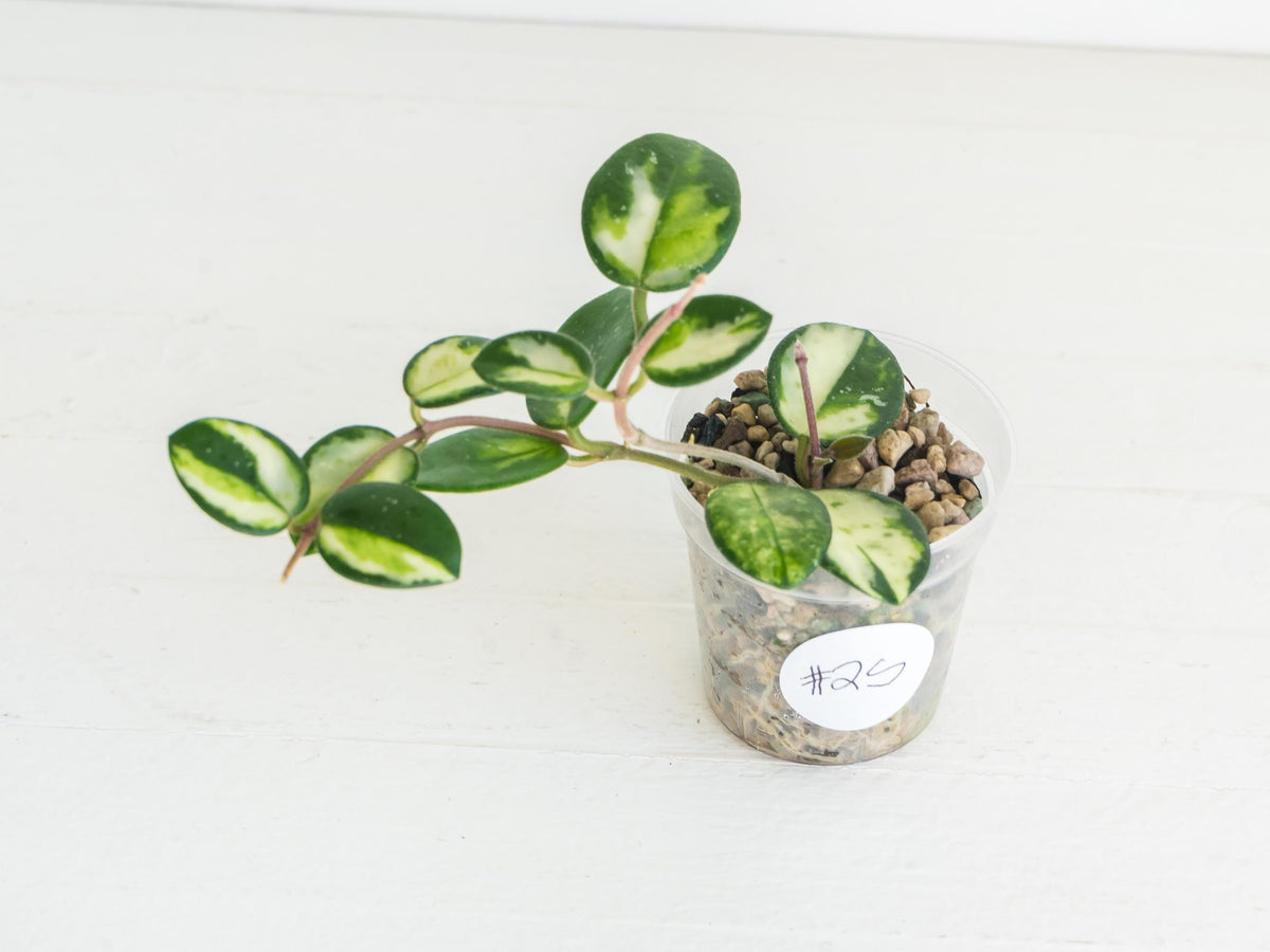 Hoya 'Mathilde' (Inner Variegated) | 2-Inch