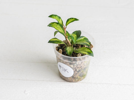 Hoya lacunosa 'Tricolor Bruno' | 2-Inch