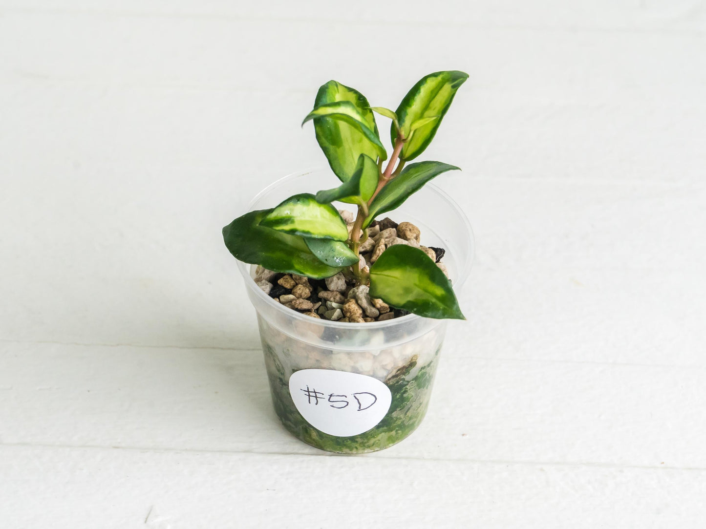 Hoya lacunosa 'Tricolor Bruno' | 2-Inch
