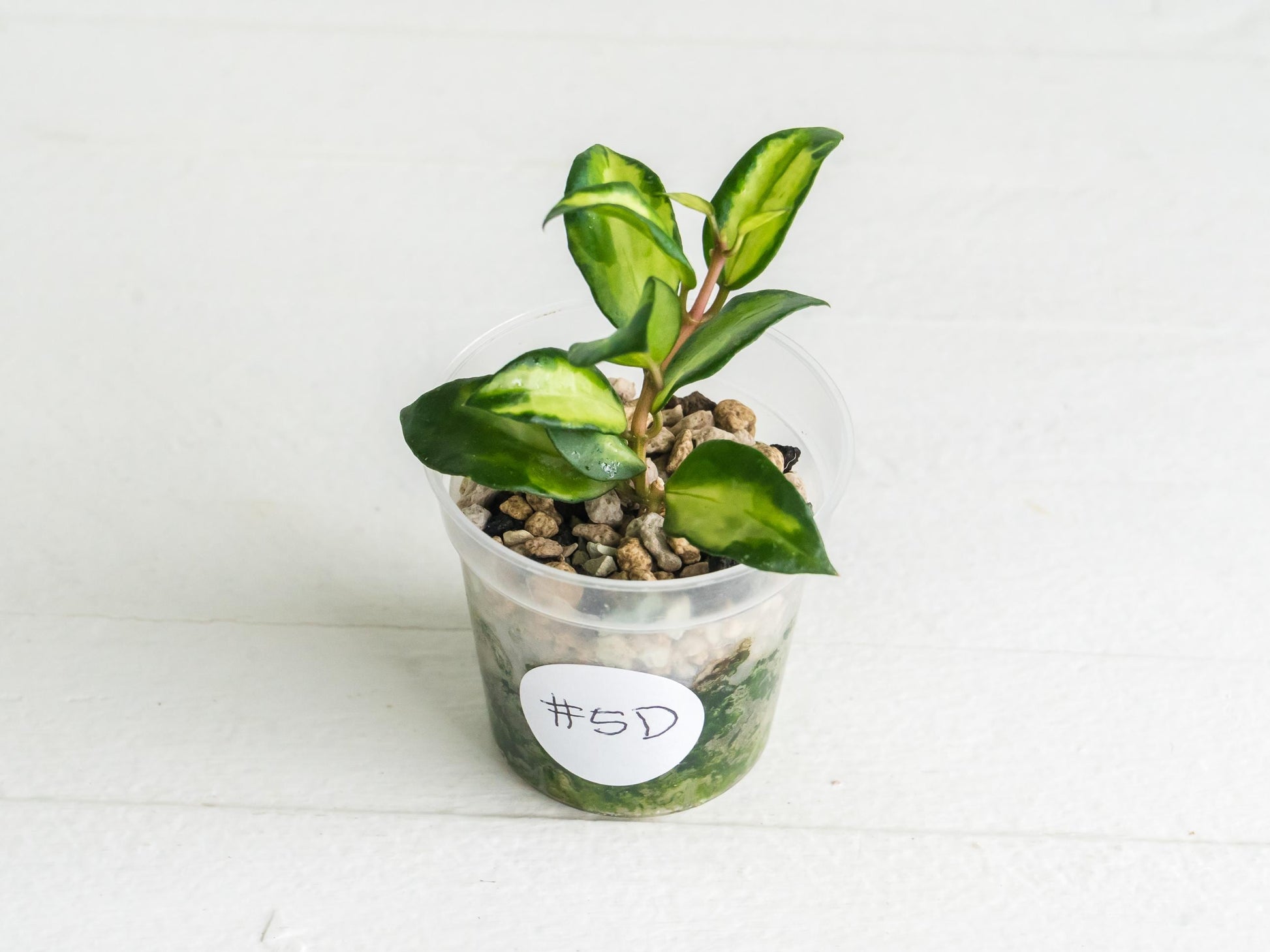 Hoya lacunosa 'Tricolor Bruno' | 2-Inch