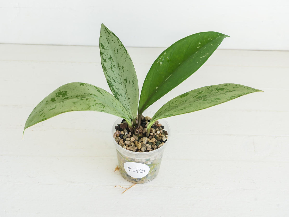 Hoya pubicalyx 'Pink Silver Ghost' | 2-Inch