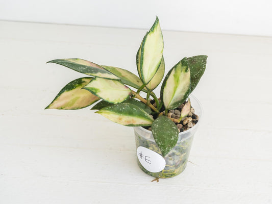 Hoya nabawanensis (Inner Variegated) | 2-Inch