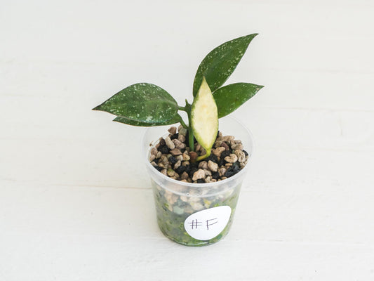 Hoya nabawanensis (Splash) | 2-Inch
