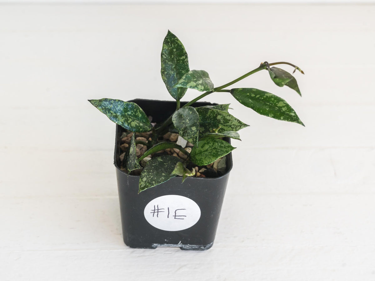 Hoya lacunosa ‘Royal Flush’ | 2-Inch