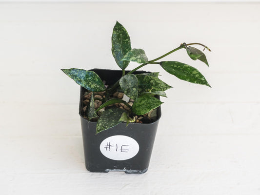 Hoya lacunosa ‘Royal Flush’ | 2-Inch