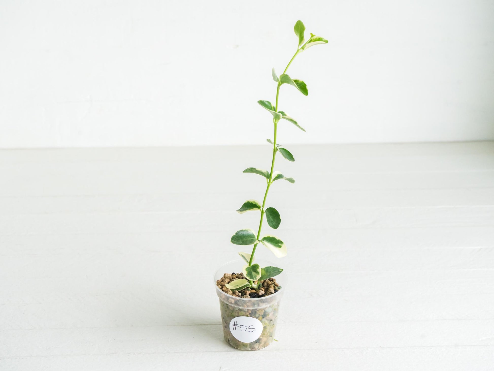 Hoya cumingiana (Albo | Outer Variegated) | 2-Inch