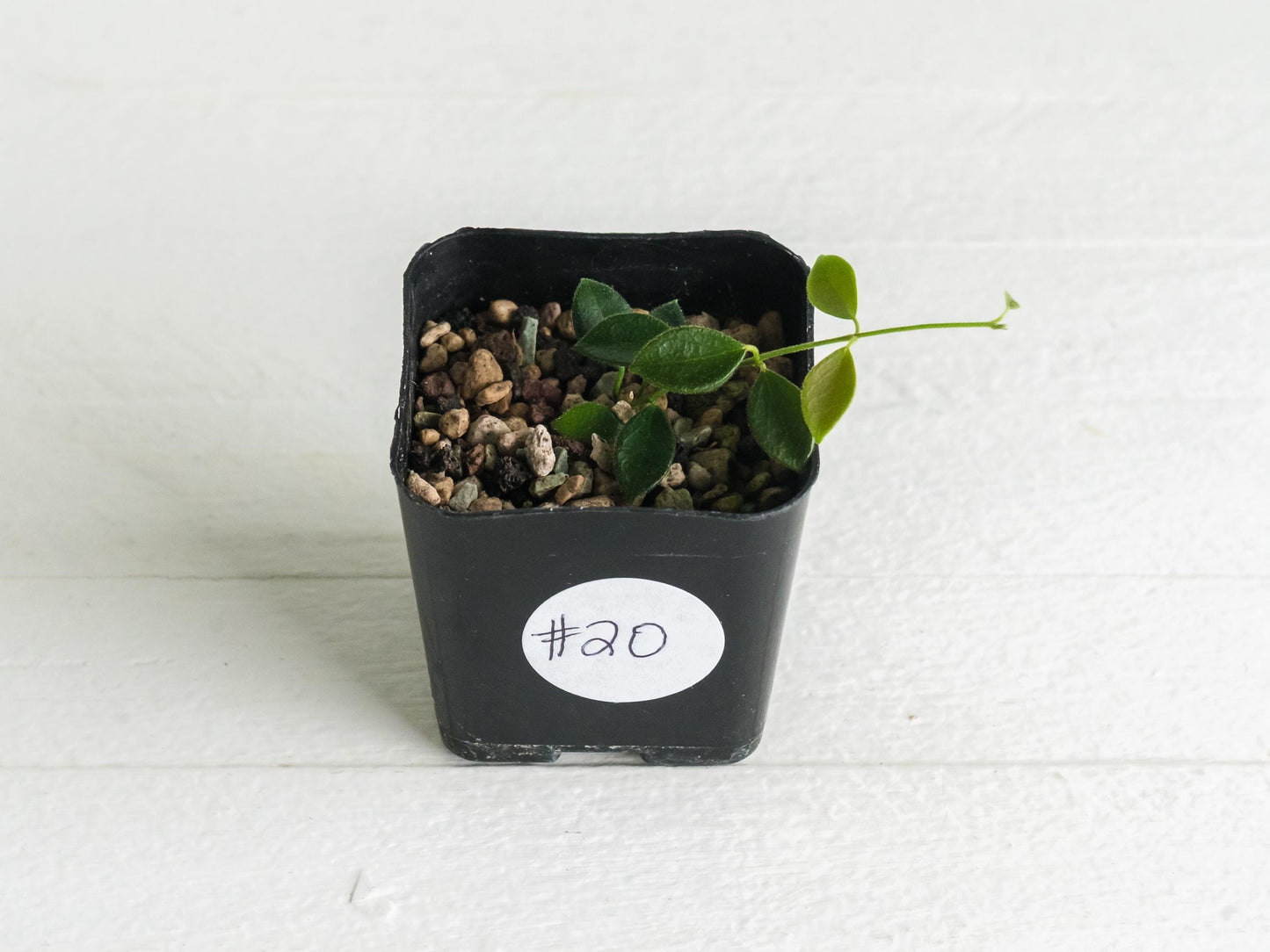 Hoya papua (PNG IM-08) | 2-Inch