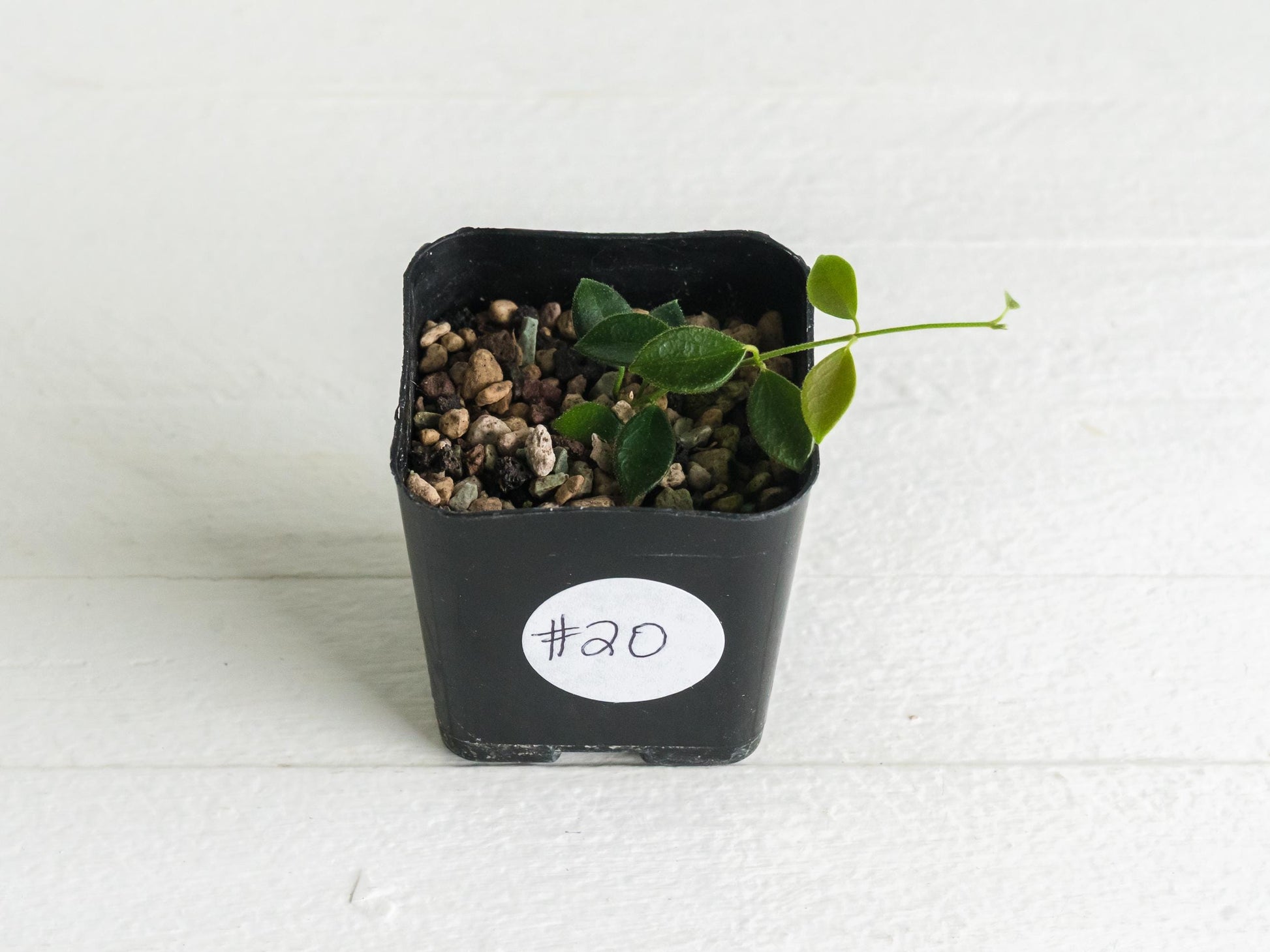 Hoya papua (PNG IM-08) | 2-Inch