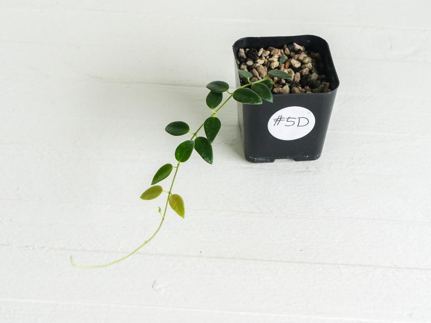Hoya pulleana (IM-02) | 2-Inch