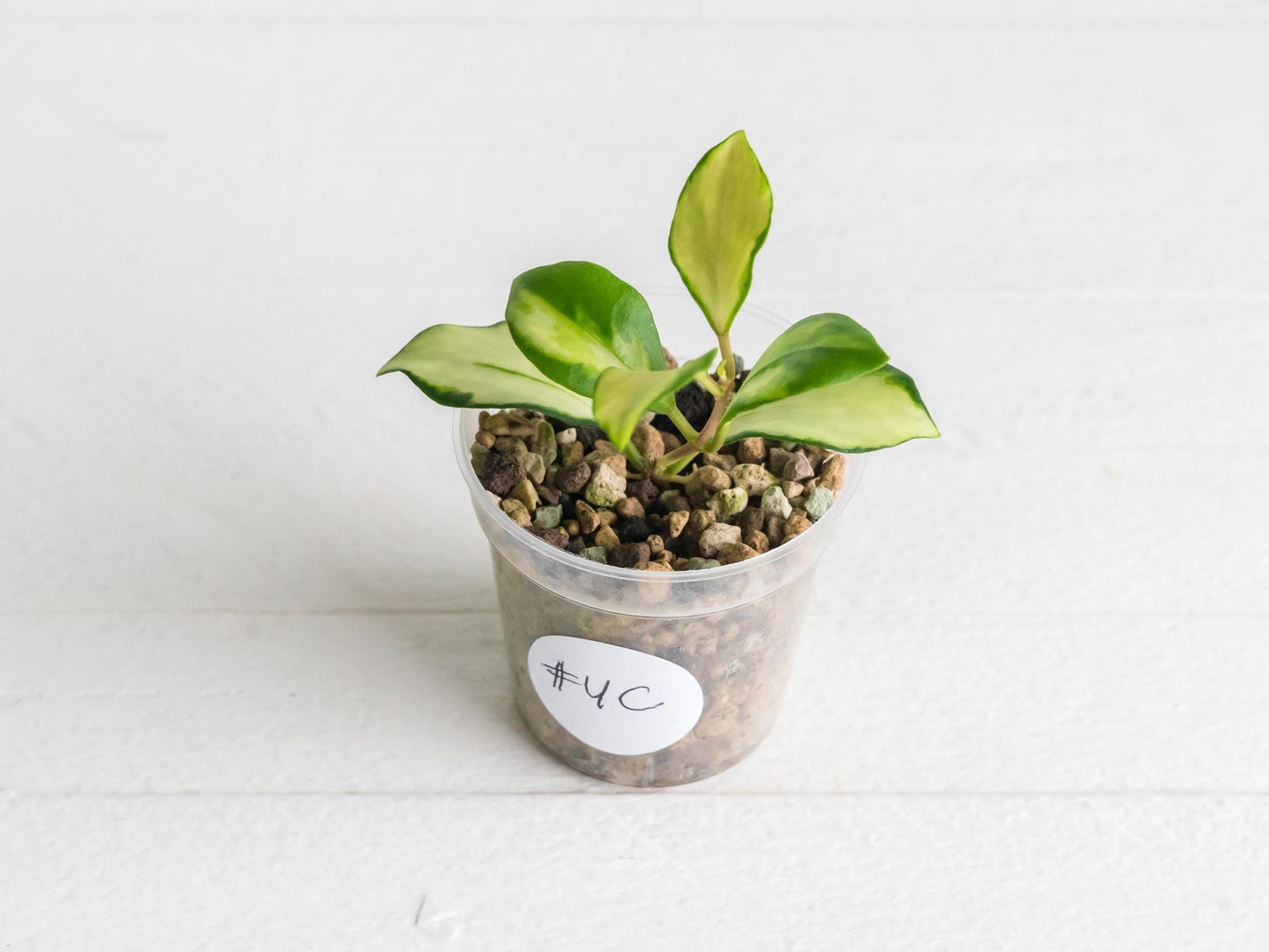 Hoya heuschkeliana (Inner Variegated) | 2-Inch