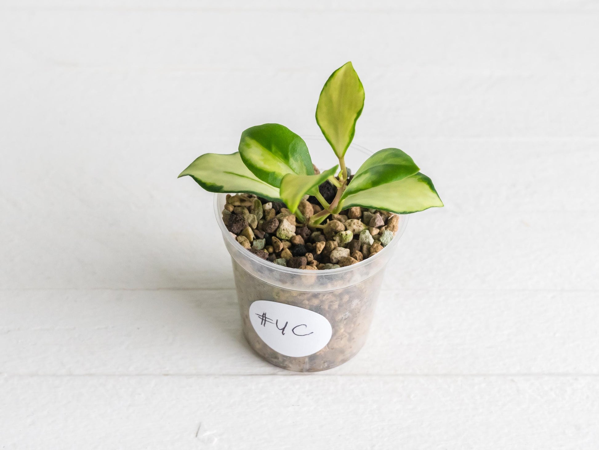 Hoya heuschkeliana (Inner Variegated) | 2-Inch