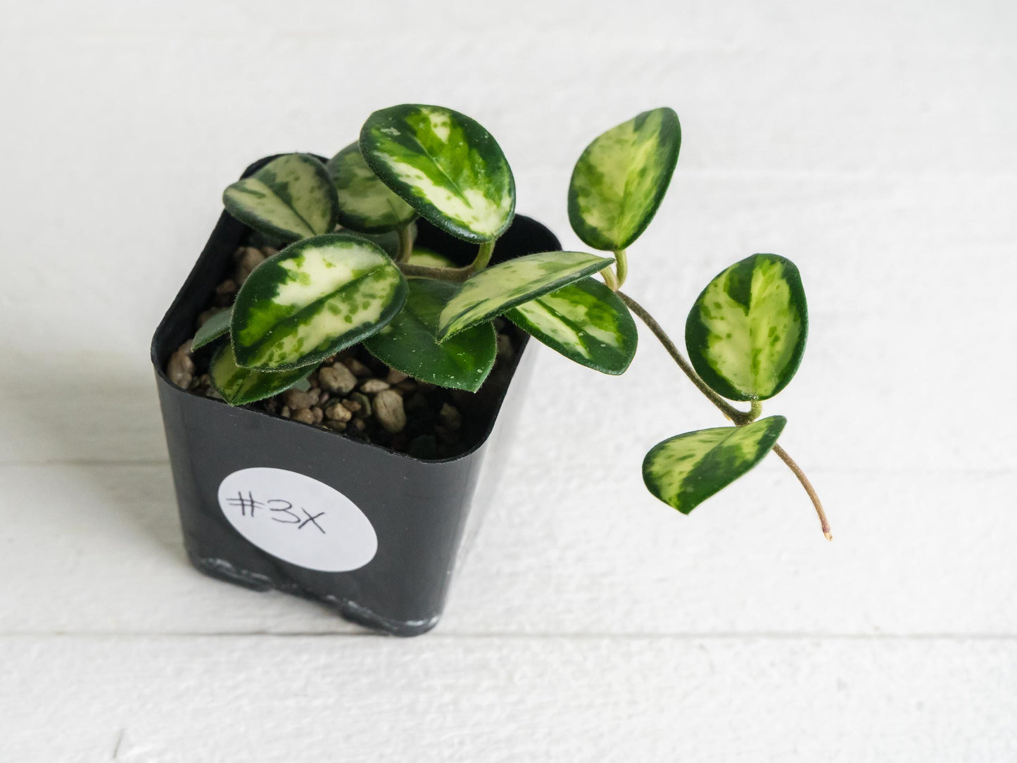 Hoya 'Mathilde' (Inner Variegated) | 2-Inch