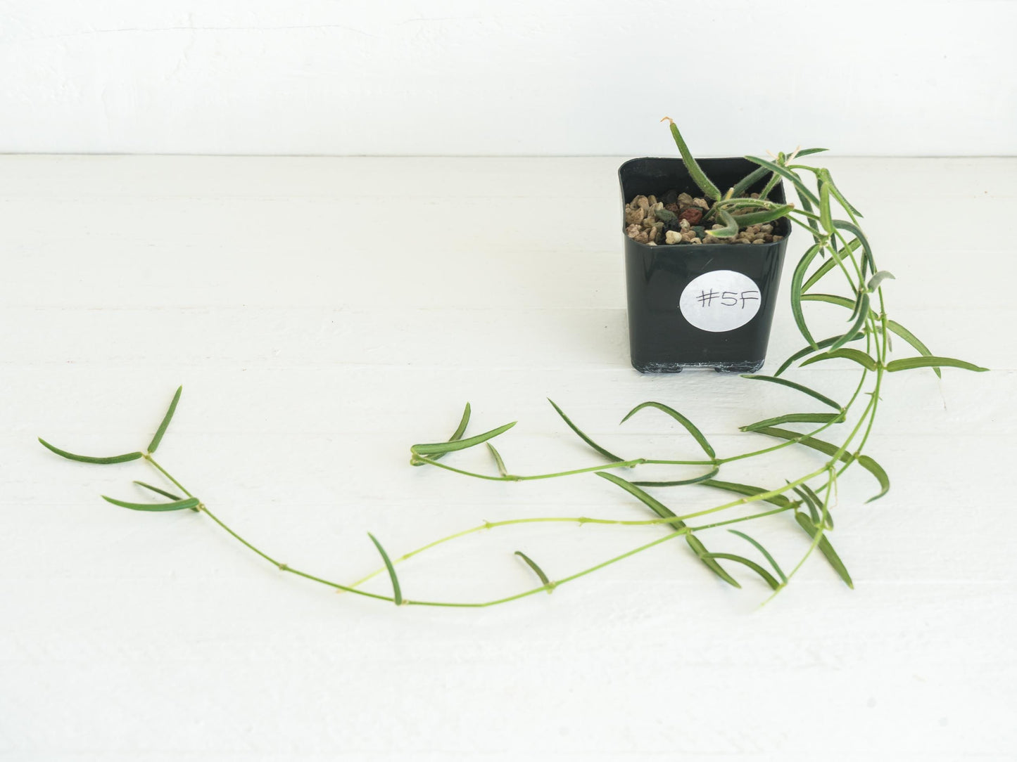 Hoya linearis | 2-Inch