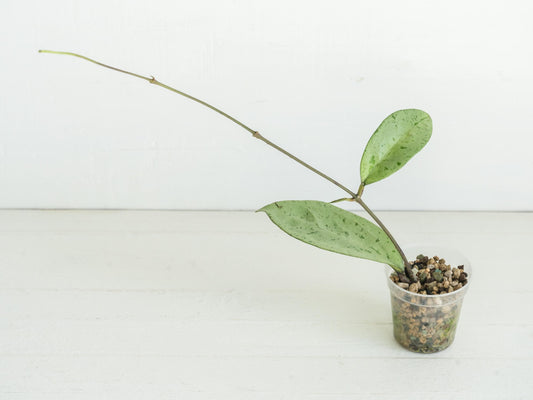 Hoya 'Snowman' | 2-Inch