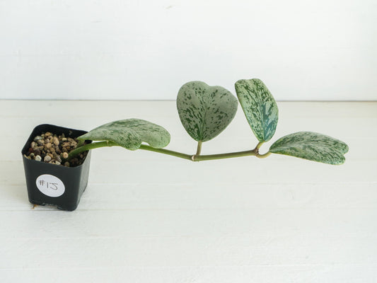 Hoya chiang dao (Silver) | 2-Inch