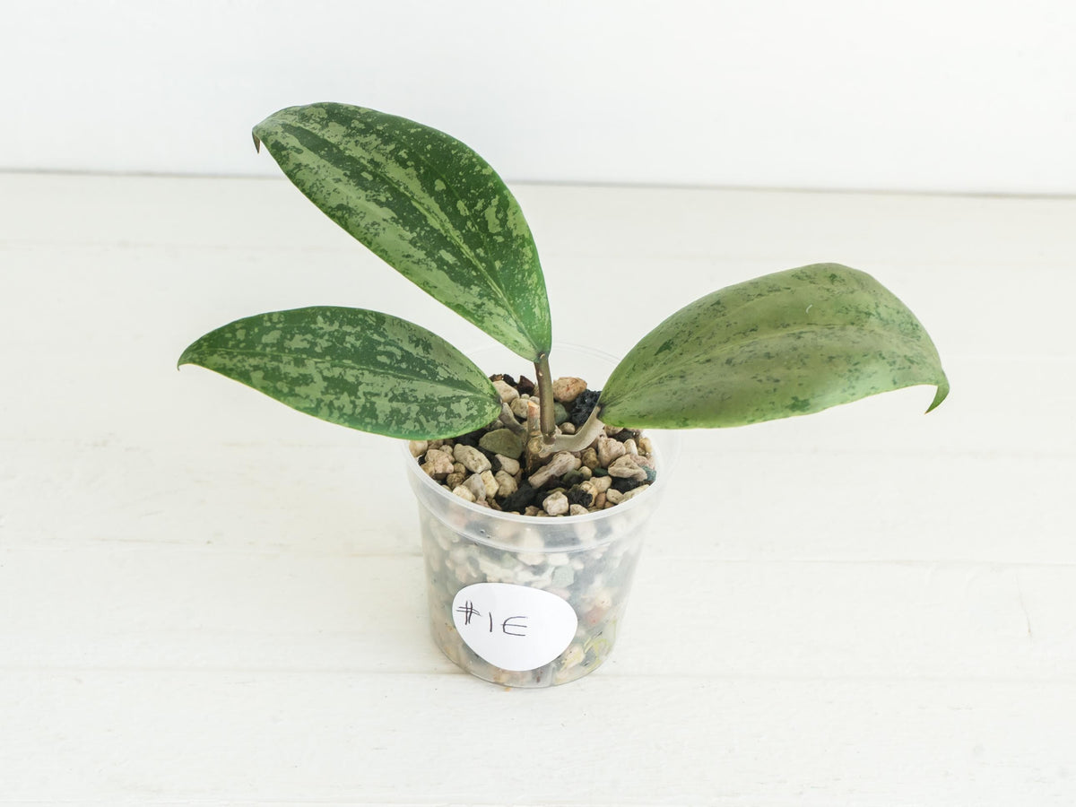 Hoya 'Strawberry Matcha' (UPT008) | 2-Inch