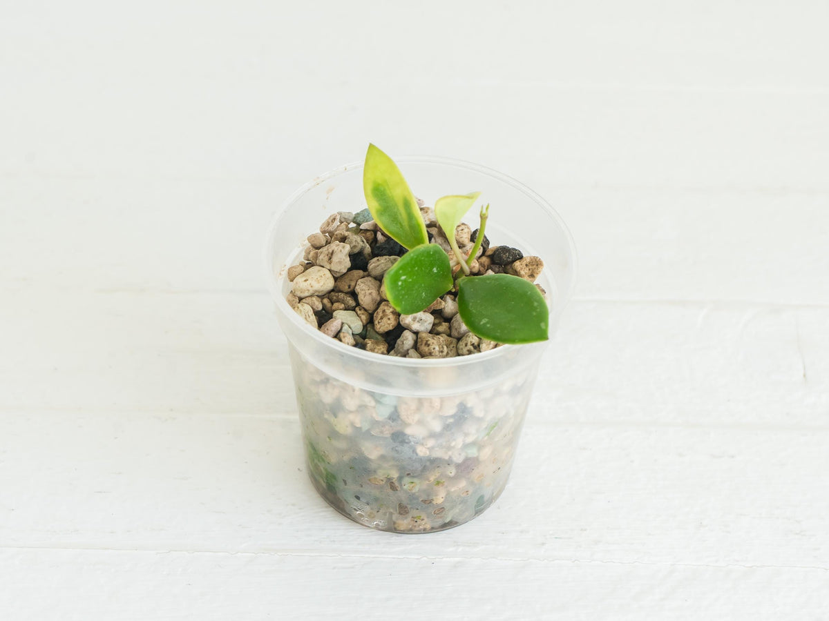 Hoya pubera (Outer Variegated) (JAD030) | 2-Inch Pot