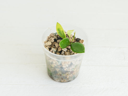 Hoya pubera (Outer Variegated) (JAD030) | 2-Inch Pot