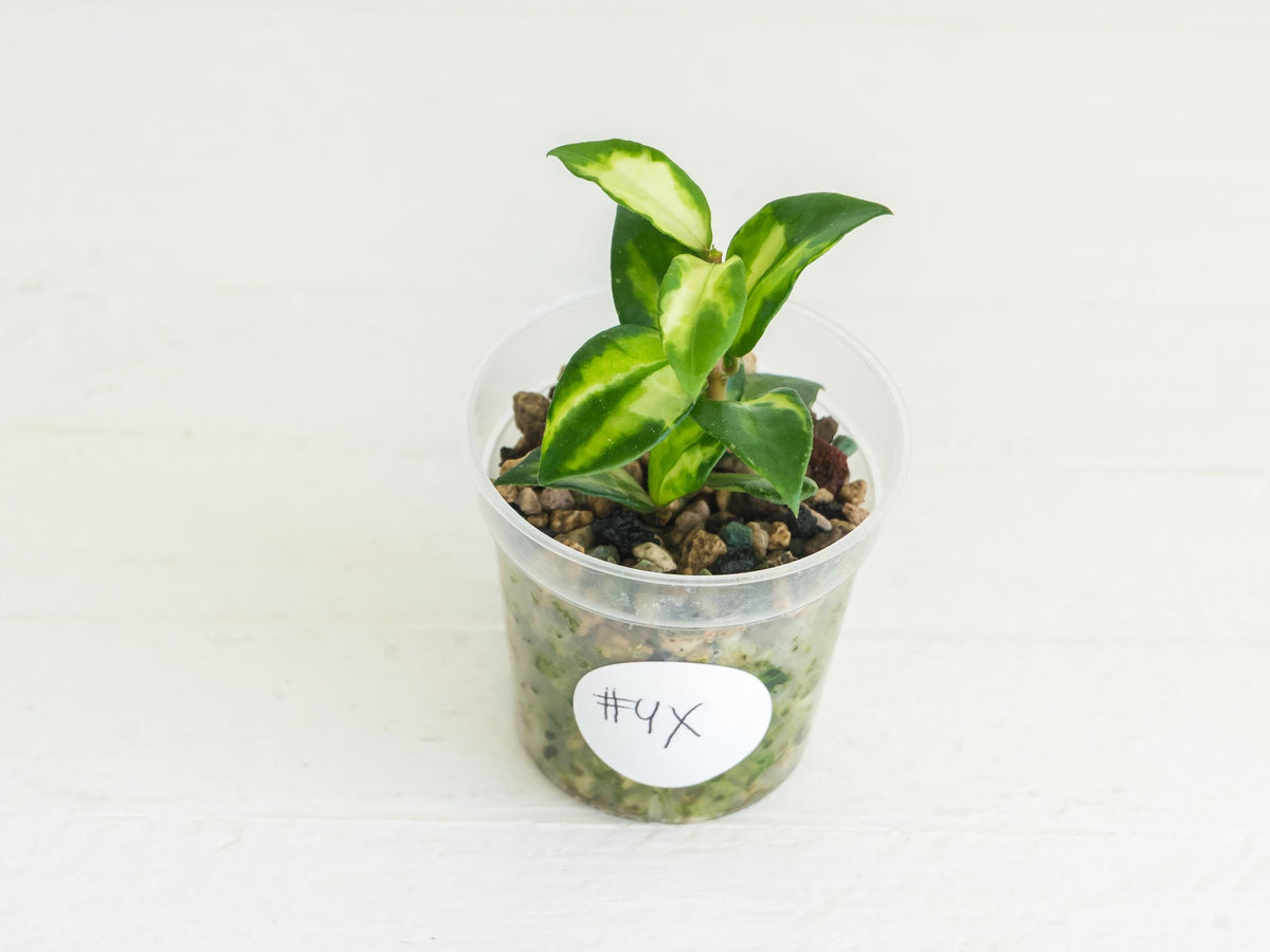 Hoya lacunosa 'Tricolor Bruno' | 2-Inch