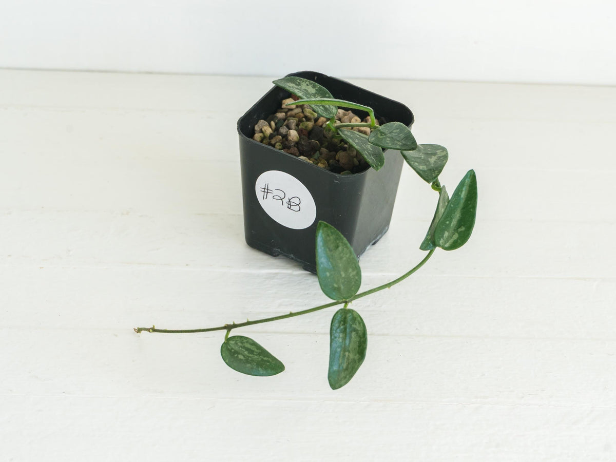 Hoya lima (Splash) | 2-Inch