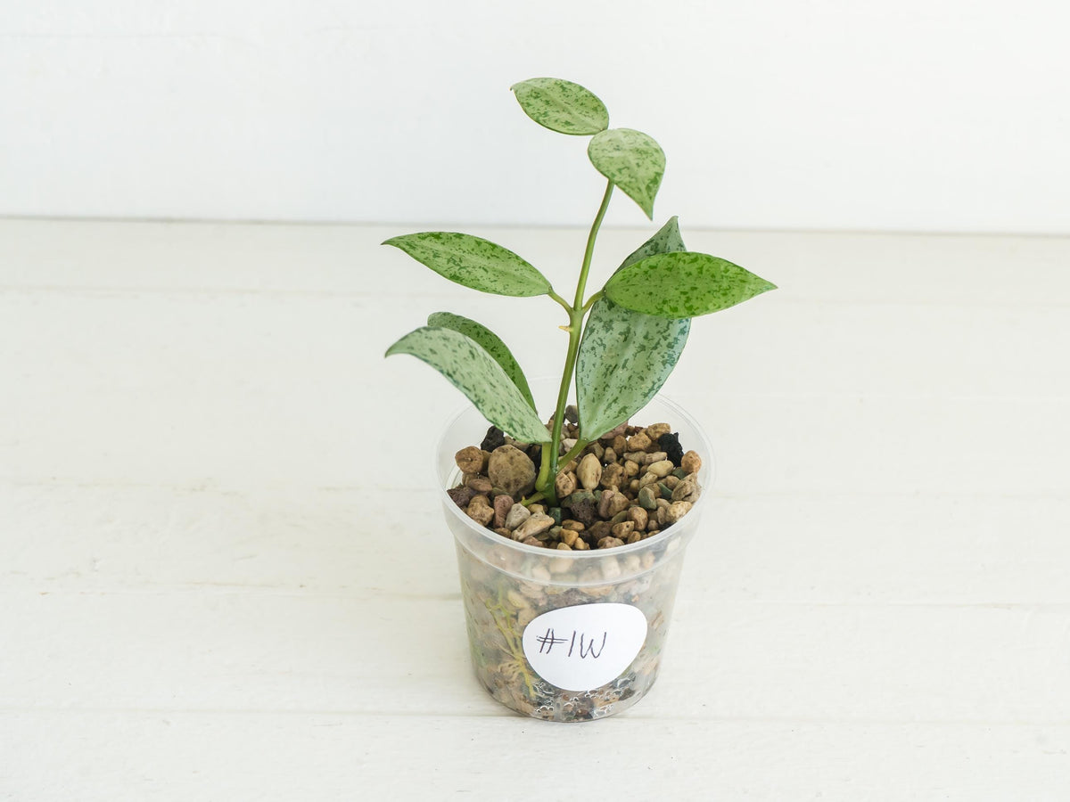 Hoya lacunosa 'Silver Lime' | 2-Inch