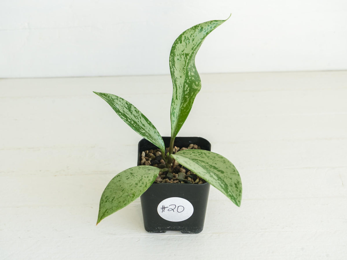Hoya pubicalyx (Splash) | 2-Inch