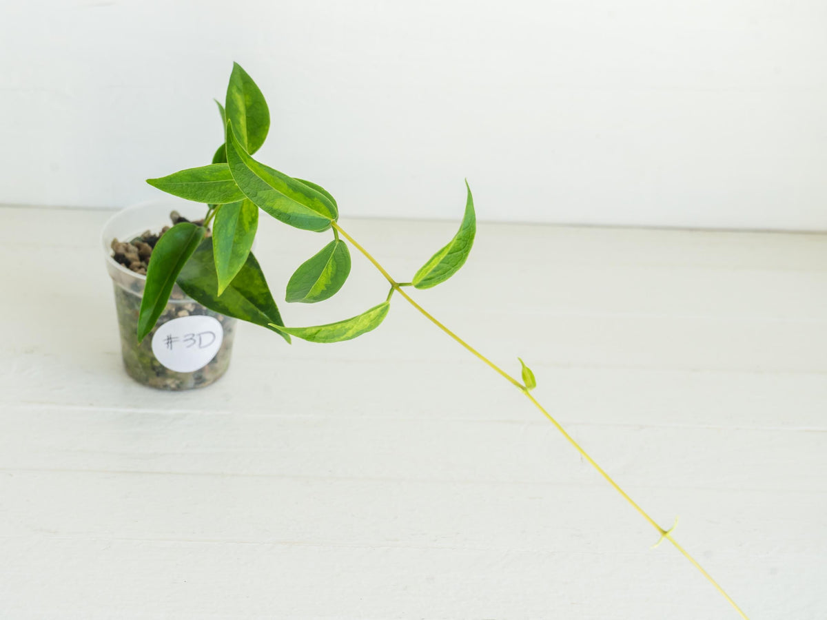 Hoya dennisii ‘Frida’ | 2-Inch
