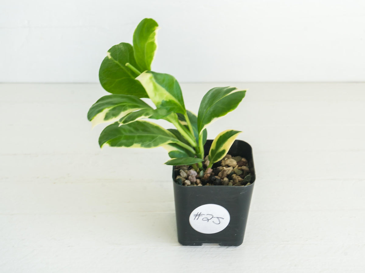 Hoya obscura (Albo | Outer Variegated) | 2-Inch