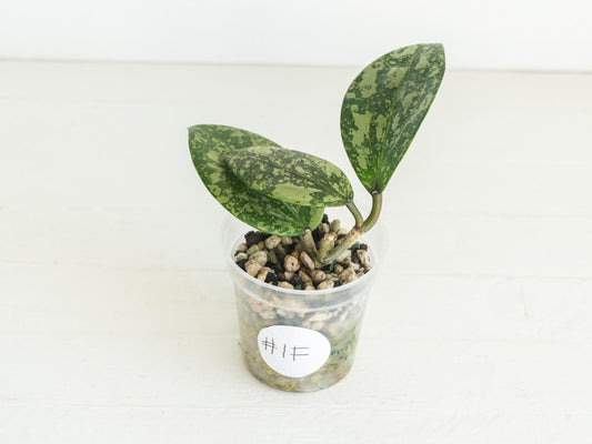 Hoya 'Wibergiae Round Leaf' (DMW-001-C) [verticillata (ex. wibergiea) x unknown] | 2-Inch