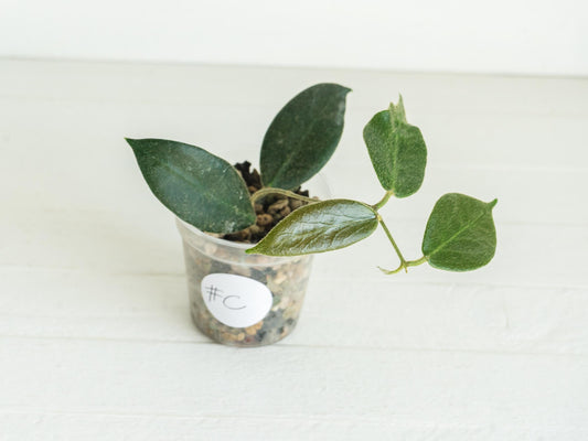 Hoya patella (Pink Flower) IML-1096 | 2-Inch
