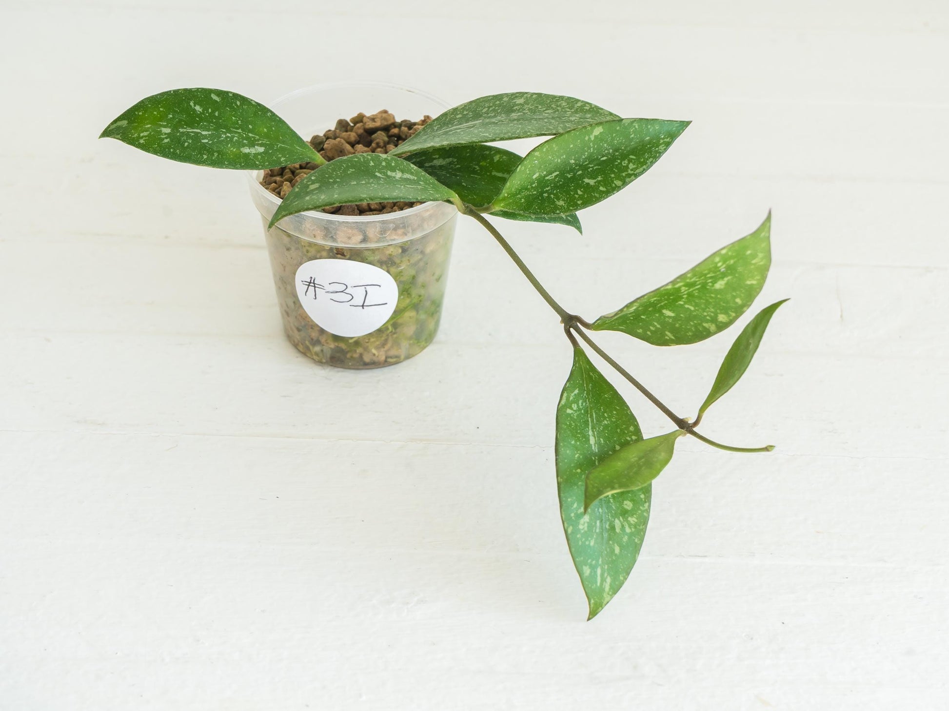 Hoya ‘Rosita’ (Splash) | 2-Inch