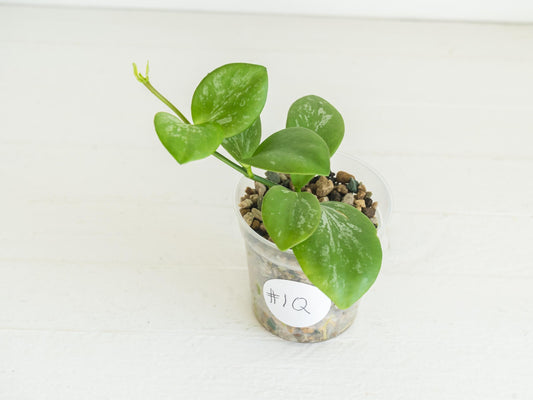 Hoya collina (IR-26) | 2-Inch