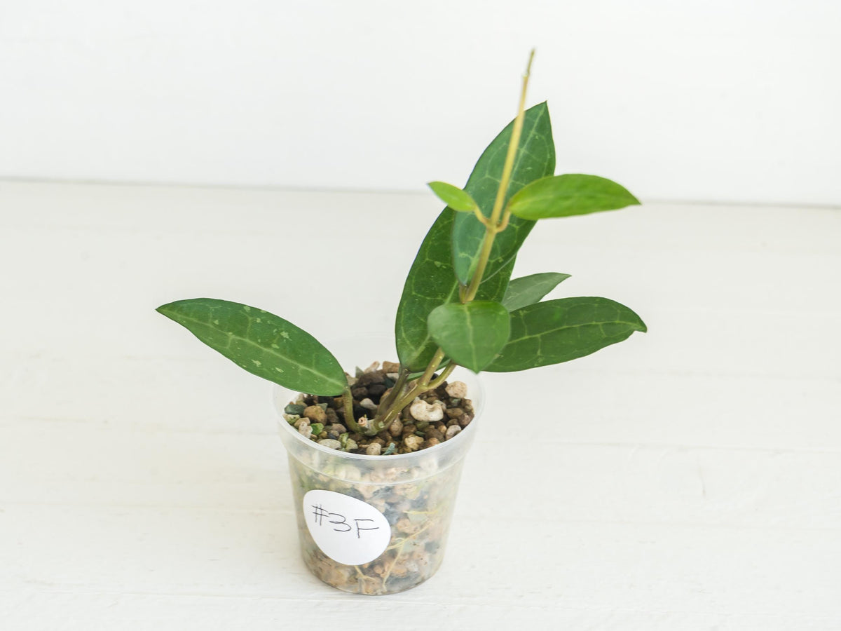 Hoya Elliptica | 2-Inch