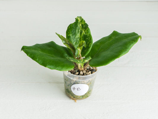 Hoya 'Candy' | 2-Inch