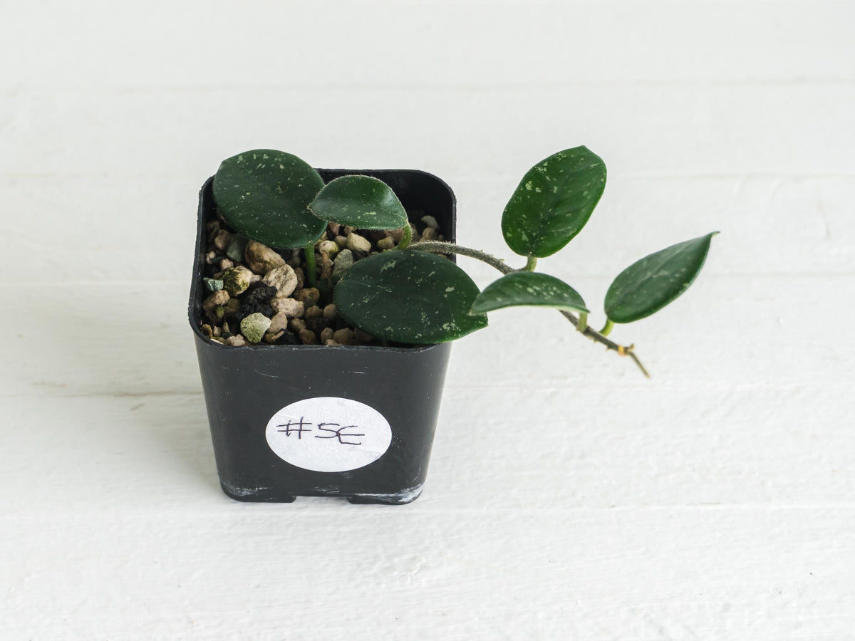 Hoya 'Mathilde' | 2-Inch