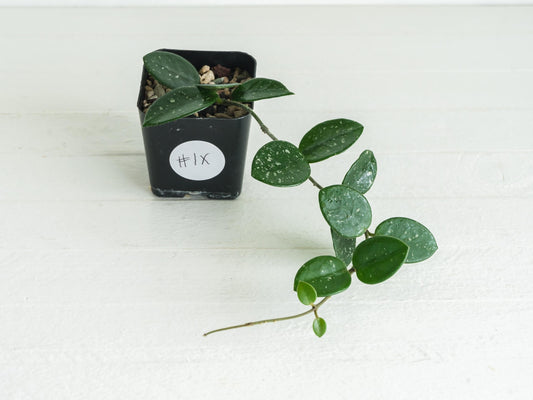 Hoya 'Mathilde' | 2-Inch