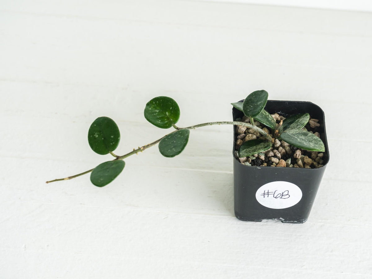 Hoya 'Mathilde' | 2-Inch