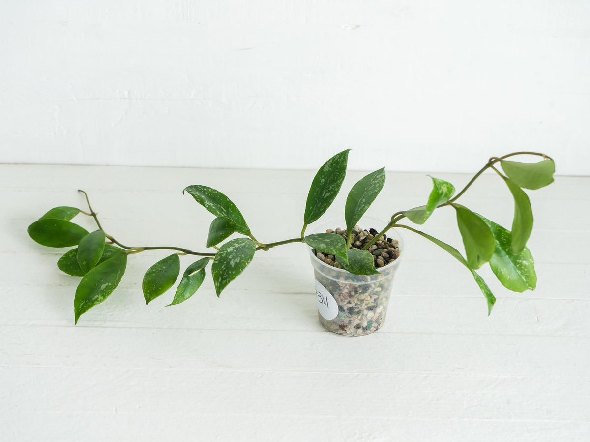 Hoya 'Rebecca' (Splash) | 2-Inch