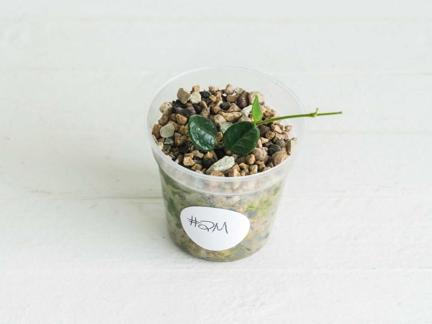 Hoya tengchongensis (aka nummularia) | 2-Inch