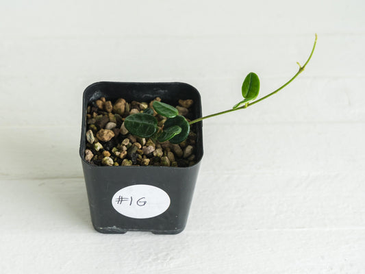 Hoya tengchongensis (aka nummularia) | 2-Inch