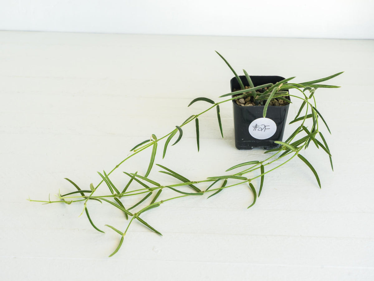 Hoya linearis | 2-Inch